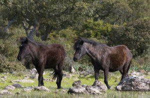Cavallini della Giara (foto di Filippo Sarti, 2010)